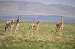 Хулан тархац нутагтаа дахин шилжин нутагшиж эхэлжээ