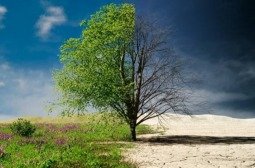 Уур амьсгалын өөрчлөлтийг сааруулахад бүсгүйчүүд үлэмж нөлөө үзүүлж чадна