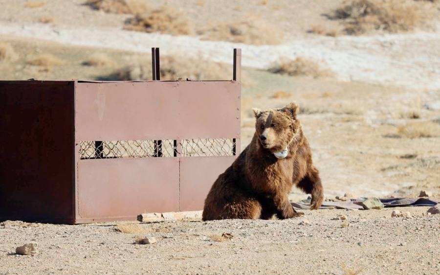 Мазаалайд сансрын дохиолол бүхий хүзүүвч зүүлээ