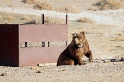 Мазаалайд сансрын дохиолол бүхий хүзүүвч зүүлээ